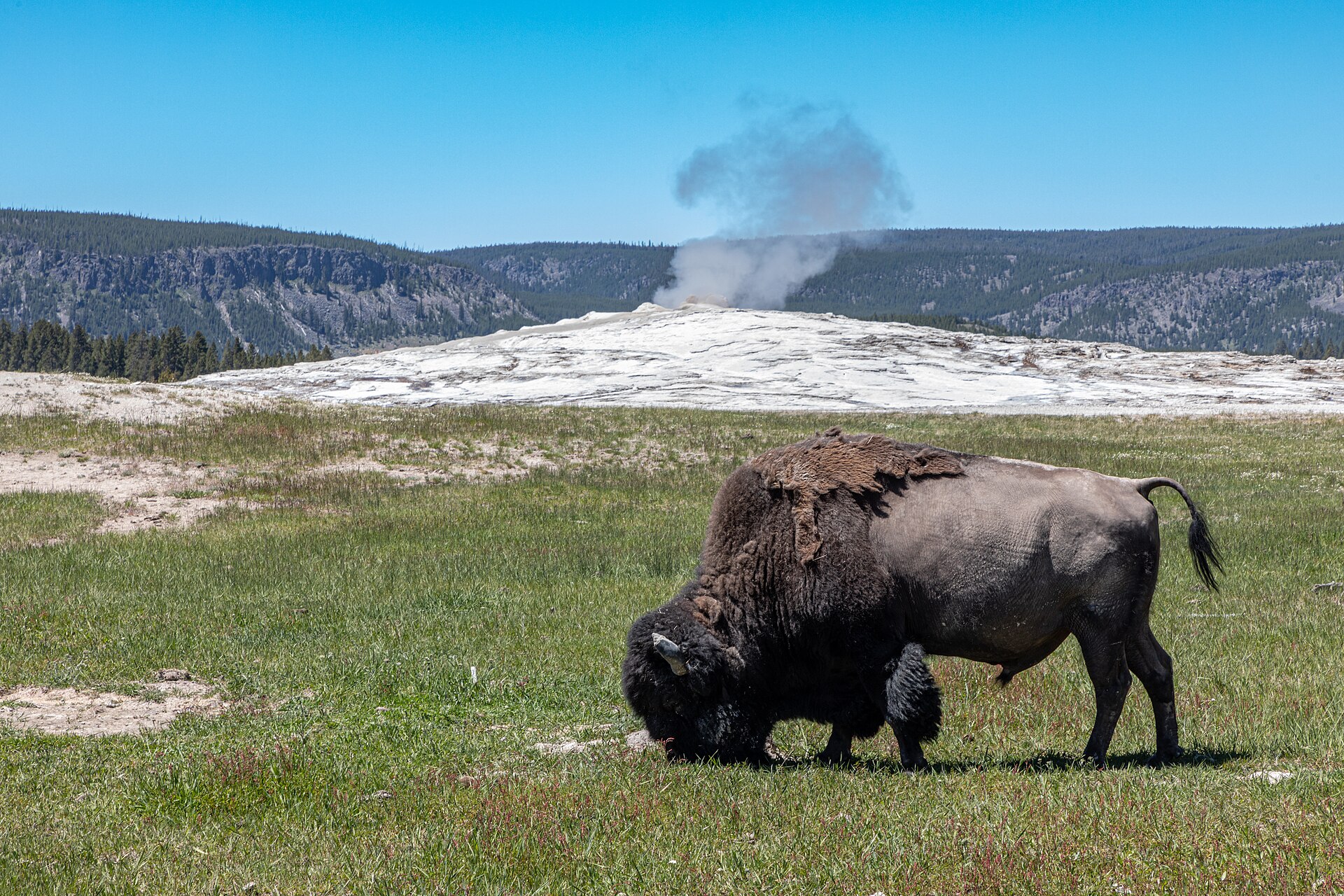 Old Faithful erupting in Yellowstone, with a crowd on the boardwalk