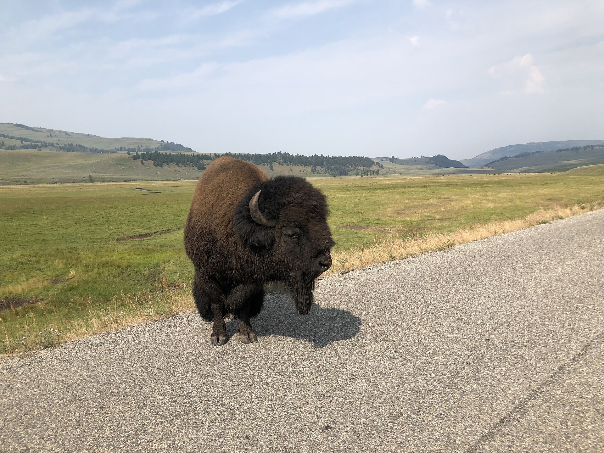 Bison in the wide grass of Lamar Valley in Yellowstone