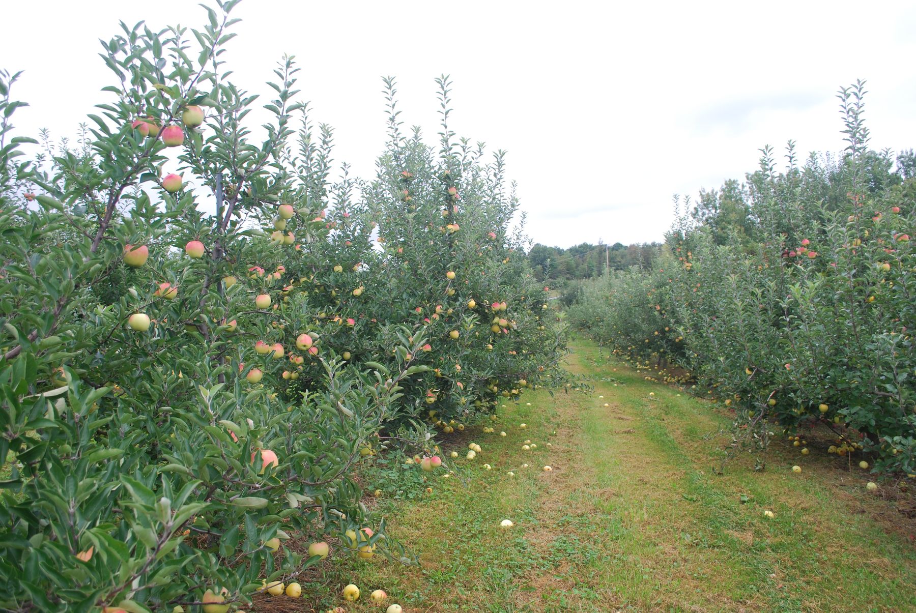 Rows of apple trees at Weed Orchards in Marlboro