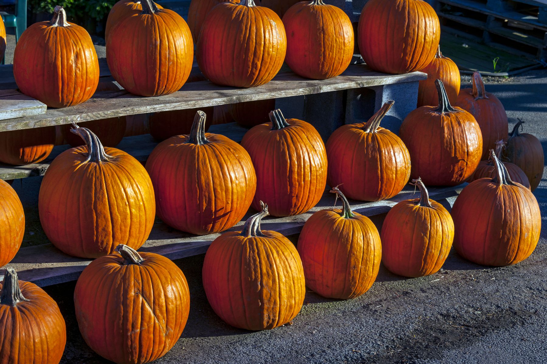 Pumpkins for sale on a rack outside Wright's Farm market in Gardiner